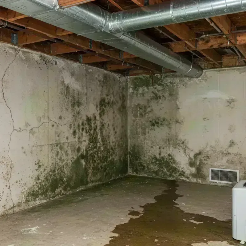 Professional Mold Removal in Pewee Valley, KY